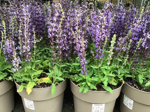 Vaste planten - salvia(30) - afbeelding 1 van  2