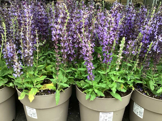 Vaste planten - salvia(30) - afbeelding 2 van  2