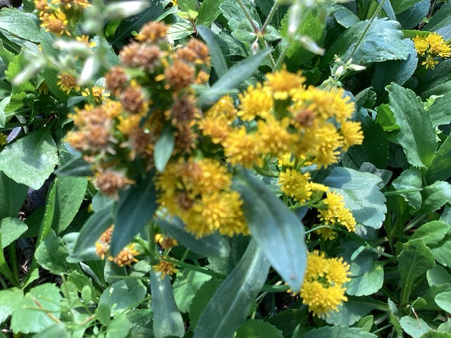 Vaste planten - solidagio geel (x40 ), nepeta(40) - afbeelding 1 van  4