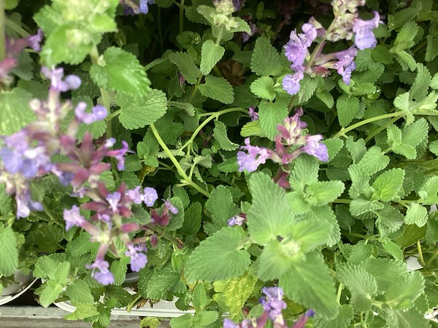 Vaste planten - solidagio geel (x40 ), nepeta(40) - afbeelding 3 van  4