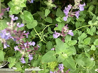 Vaste planten - solidagio geel (x40 ), nepeta(60) - afbeelding 3 van  4