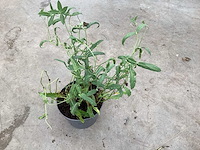 Vaste planten - verbena(30) - afbeelding 2 van  2