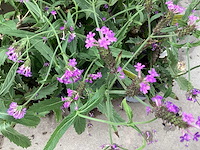 Vaste planten - verbena(30) - afbeelding 1 van  3