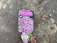 Vaste planten - verbena(30) - afbeelding 3 van  3