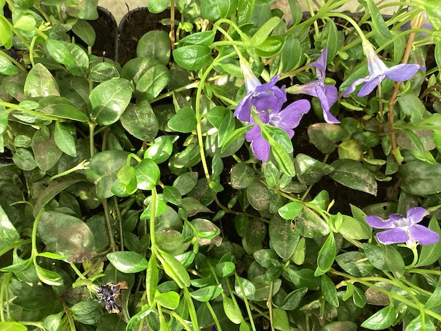 Vaste planten -vinca (x100) - afbeelding 1 van  1