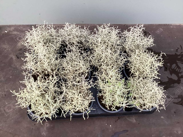 Vaste planten calecephalum (100) - afbeelding 1 van  1