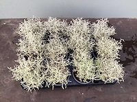 Vaste planten calecephalum (100) - afbeelding 1 van  1