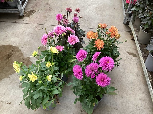 Vaste planten dahlia(40) - afbeelding 1 van  6