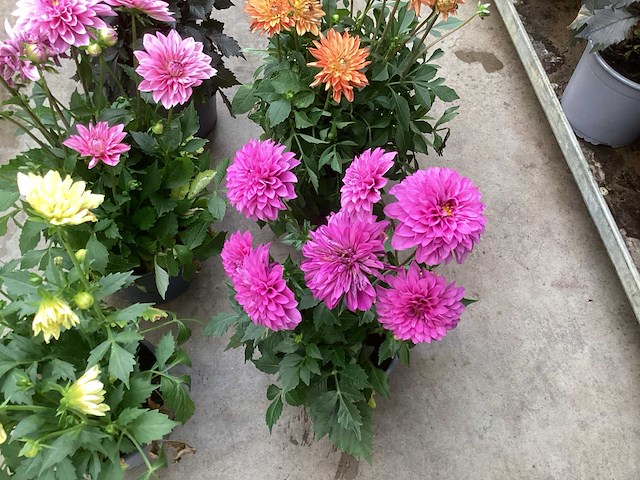 Vaste planten dahlia(40) - afbeelding 3 van  6