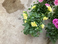 Vaste planten dahlia(40) - afbeelding 2 van  6