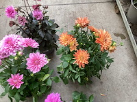 Vaste planten dahlia(40) - afbeelding 4 van  6