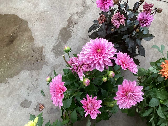 Vaste planten dahlia(40) - afbeelding 5 van  6