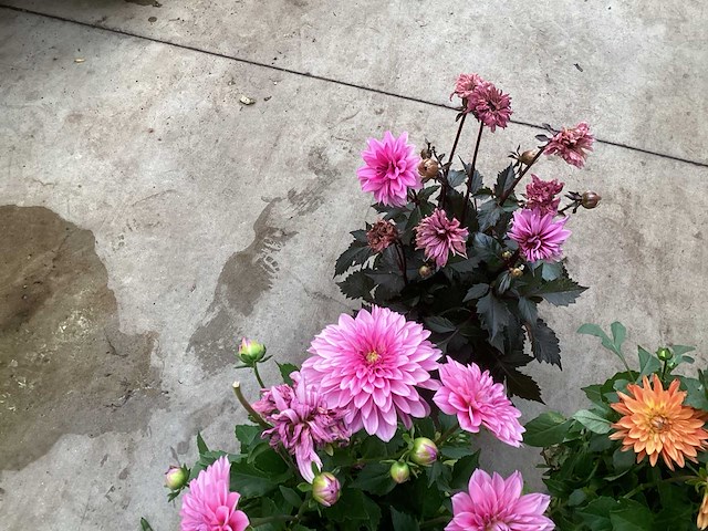 Vaste planten dahlia(40) - afbeelding 6 van  6