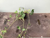 Vaste planten klimop (100) - afbeelding 1 van  2