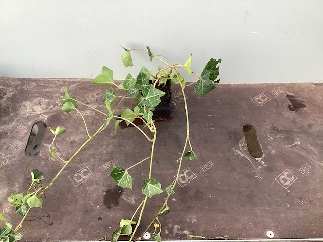 Vaste planten klimop (100) - afbeelding 1 van  2