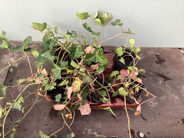 Vaste planten klimop (100) - afbeelding 2 van  2