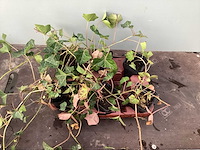 Vaste planten klimop (100) - afbeelding 2 van  2