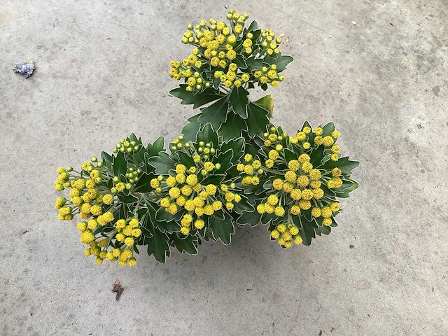 Vaste planten, lythrium (50), ajanya(50) - afbeelding 2 van  4