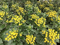 Vaste planten, lythrium (50), ajanya(50) - afbeelding 1 van  4