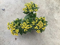 Vaste planten, lythrium (50), ajanya(50) - afbeelding 1 van  2