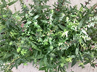 Vaste planten, lythrium (50), ajanya(50) - afbeelding 2 van  2