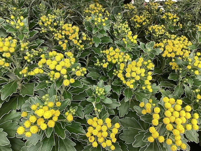 Vaste planten, lythrium (50), ajanya(50) - afbeelding 1 van  1