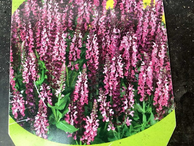 Vaste planten, lythrium (50), ajanya(50) - afbeelding 3 van  3