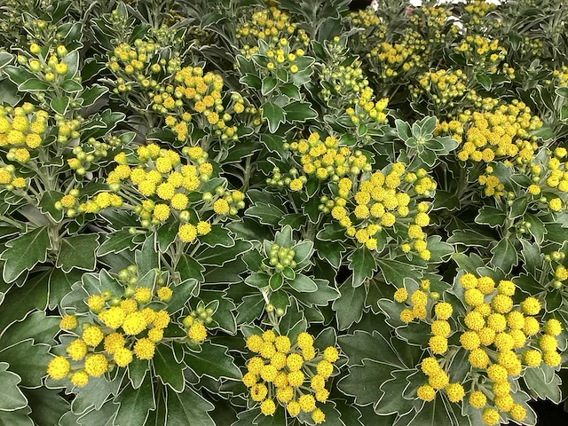 Vaste planten, lythrium (50), ajanya(50) - afbeelding 1 van  4