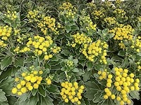 Vaste planten, lythrium (50), ajanya(50)