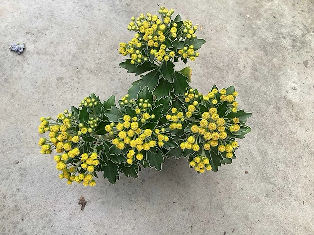 Vaste planten, lythrium (50), ajanya(50) - afbeelding 2 van  4