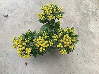 Vaste planten, lythrium (50), ajanya(50) - afbeelding 2 van  4