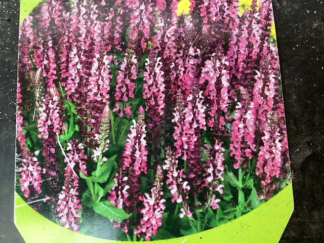 Vaste planten, lythrium (50), ajanya(50) - afbeelding 3 van  4