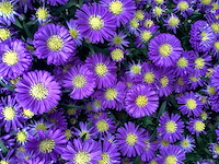 Vaste planten,asters(50), gallardia (50) - afbeelding 2 van  2