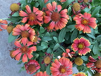 Vaste planten,asters(50), gallardia (50) - afbeelding 1 van  2