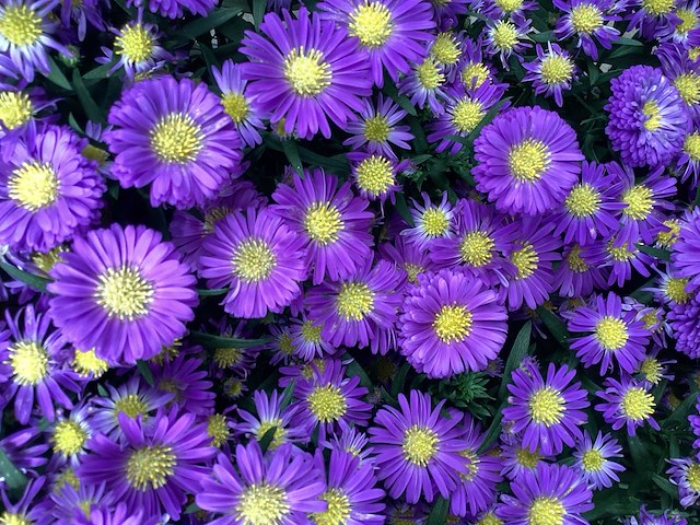 Vaste planten,asters(50), gallardia (50) - afbeelding 2 van  2