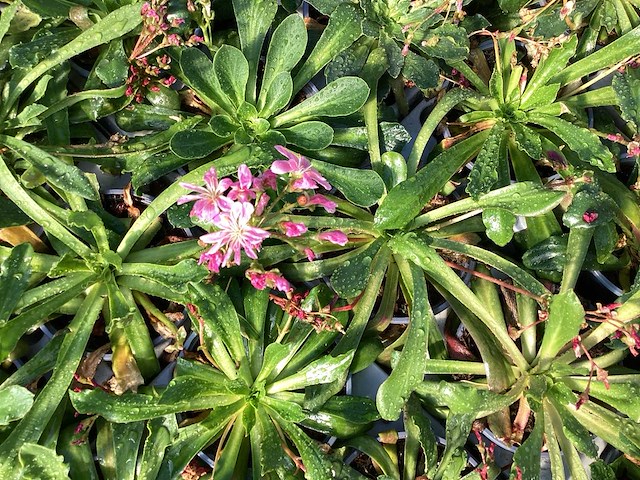 Vasteplanten lewisia (100) - afbeelding 1 van  3