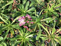 Vasteplanten lewisia (100) - afbeelding 1 van  3