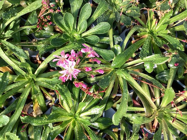 Vasteplanten lewisia (60) - afbeelding 1 van  4