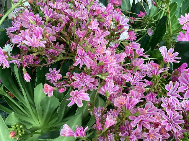 Vasteplanten lewisia (60) - afbeelding 2 van  4