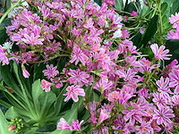 Vasteplanten lewisia (60) - afbeelding 2 van  4