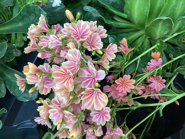 Vasteplanten lewisia (60) - afbeelding 3 van  4
