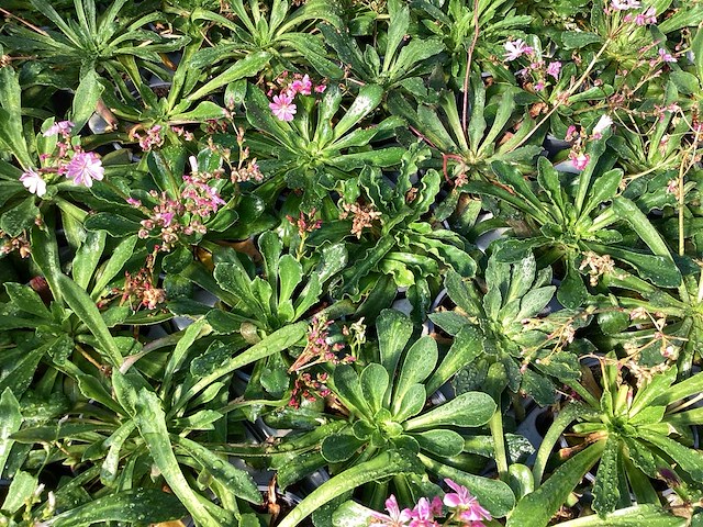 Vasteplanten lewisia (60) - afbeelding 4 van  6