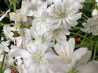 Vasteplanten lewisia (60) - afbeelding 1 van  1