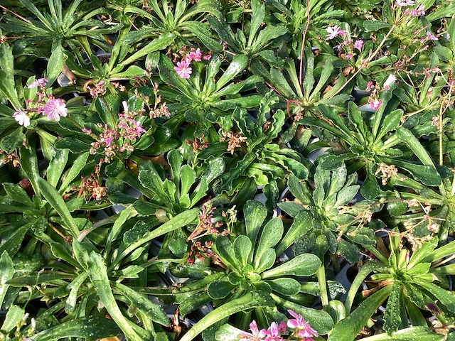 Vasteplanten lewisia (60) - afbeelding 3 van  6