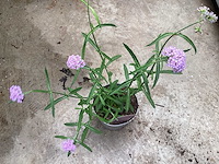 Verbena (30) - afbeelding 2 van  3