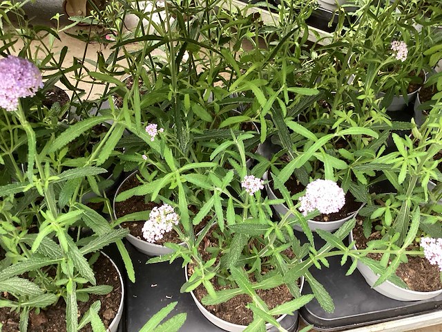 Verbena (30) - afbeelding 3 van  3