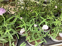 Verbena (30) - afbeelding 3 van  3