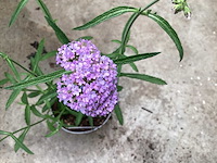 Verbena (30) - afbeelding 1 van  4