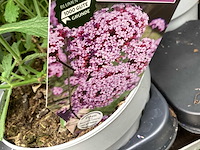 Verbena (30) - afbeelding 2 van  4