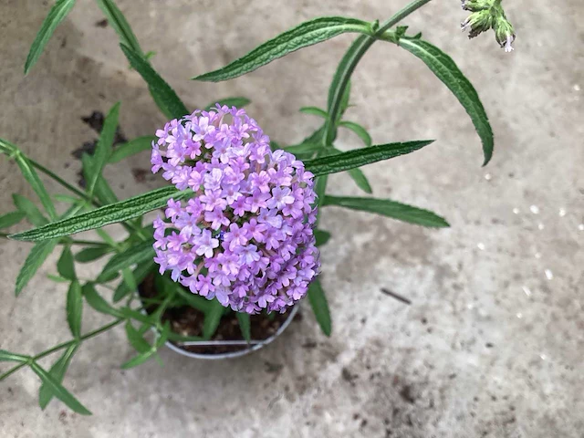 Verbena (40) - afbeelding 1 van  4